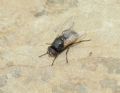 Musca osiris